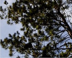 Natural landmarks in Tryavna, routes and eco paths
